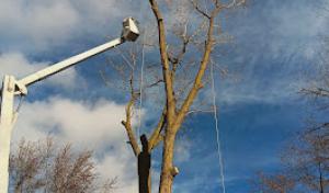 C. Mays Tree Experts