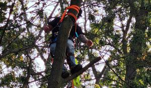 Nelson's Tree Service