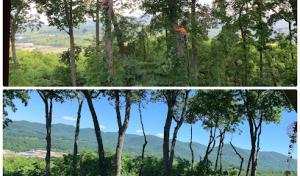 3 Brothers Tree Services