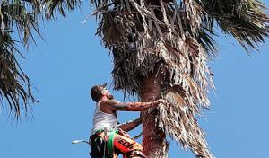 JW Palm Tree Services