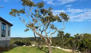 Pichardo's Lawn & Tree Care