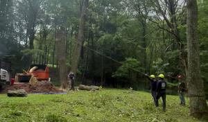 Jose Salinas Tree Service