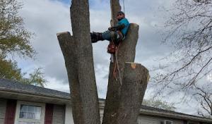 MM'S Landscaping & Tree Service