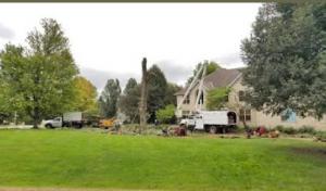 Cortes Tree services