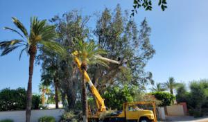 Custom Concepts Tree