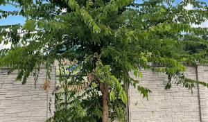 Angel Tree Care Services