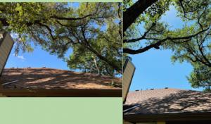 Acacia Tree & Landscape Care