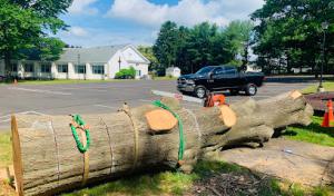 Mckays Tree Services