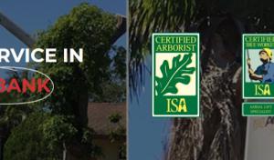 Top Tree Trimming of Burbank