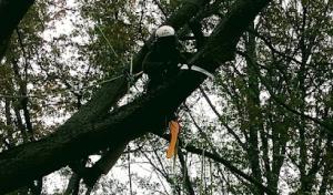 Bending branches tree service