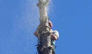 Arthur's Tree Services