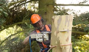Tim's Tree Service