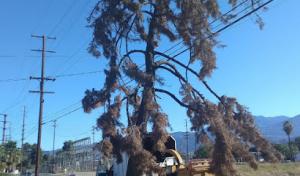 S&j natural tree service