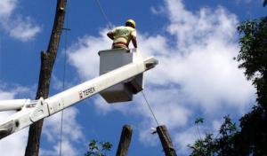 Grace Tree Service West Chester