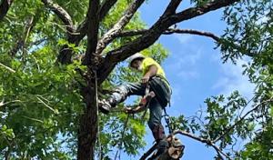 ReadySet Mission Viejo Tree Services