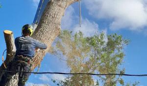 Payless Tree Service