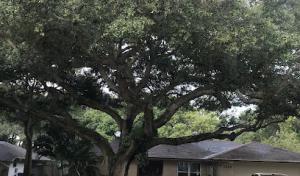 A Absolute Tree Services