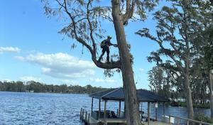 Progressive Tree Care