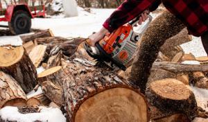 Black Bear Tree Company