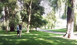 Camelot Tree & Shrub