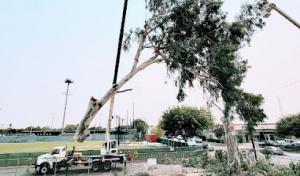 Cut Rite Tree Service Fresno