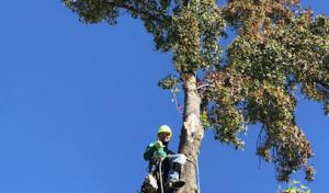 All Green Tree Service