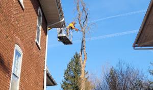 Tri-County Tree Works