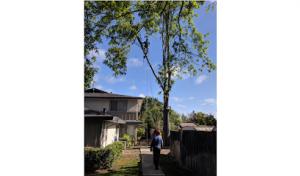 Volunteer Tree Company