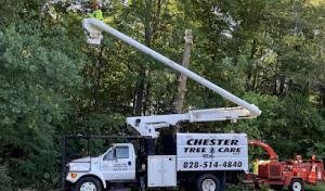 Chester Tree Care