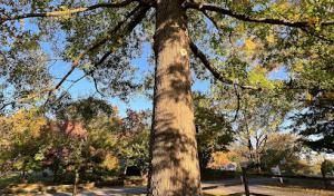 All Seasons Tree Care