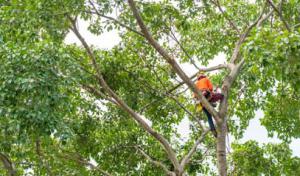 ED Professional Tree Service