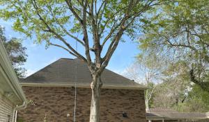 Dominguez Tree Service