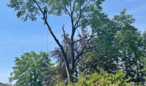 Top Notch Tree Removal & Trim