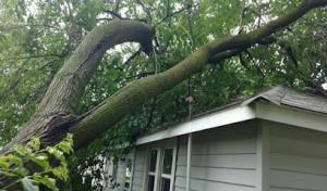 Gray's Total Tree Service