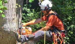 ArbSmart Total Tree Care