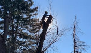 Art Tree Service