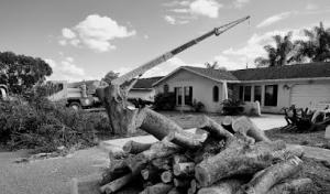 Veteran Tree Service