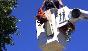 Heartwood West Tree Service