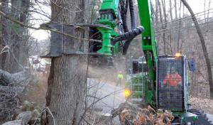 Distinctive Tree Care