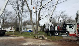 LaPila Arborists & Design