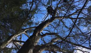 Mountain Tree Service