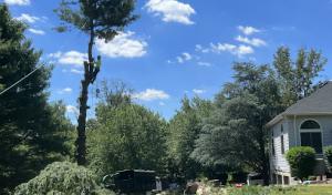 Briggs Tree Service & Landscaping