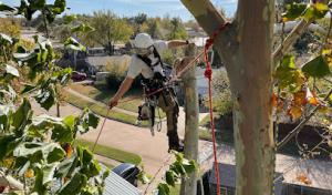 Full Circle Tree Service