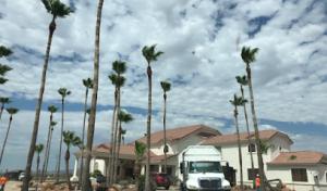 Peoria AZ Tree & Hardscape