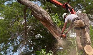 Charlie's Tree Service