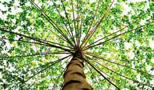 Southern Cut Tree Service