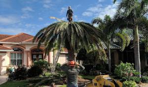 Coastal Mowing & Tree
