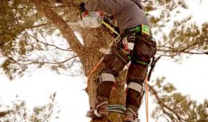 M & S Tree & Lawn Service