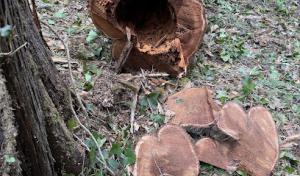 Jacintos Tree Service