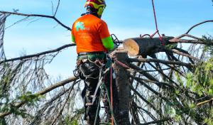 Top Notch Tree & Excavating